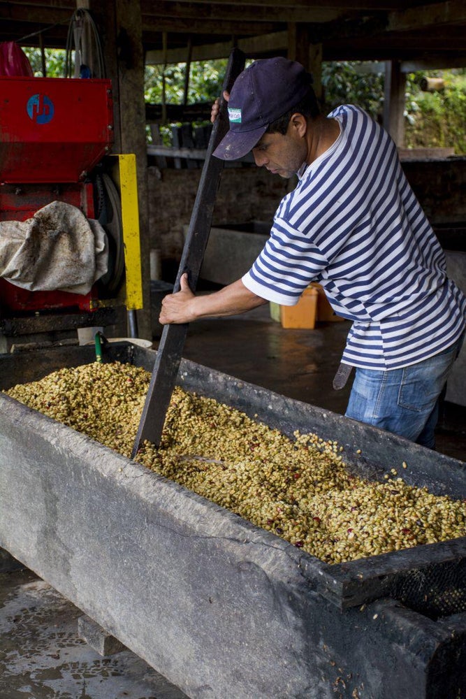 Sucafina Specialty Pucayacu FW